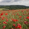 Poppies in the Darent Valley