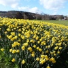 Sidmouth Daffodils