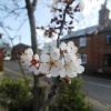 Blossom, Bilton Village