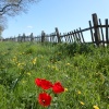 Spring in Cawston