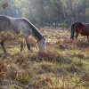 Early Morning in the New Forest