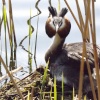 Nesting Grebe at Doncaster Lakeside