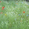 The Wild Meadow