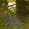 Bluebells and Gate