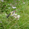 Monastic Goldfinch