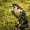 Another 'Falcon' of some description!!