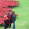 Poppies at the Tower of London
