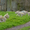 Lambs on the Run