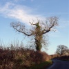 Bare Oak Tree in North Leigh near Witney.