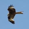 Red Kite at Watlington Hill
