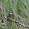 Kingfisher at Sculthorpe Moor