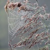 a cobweb