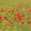 Poppies at Somerton, Oxfordshire