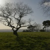 Tree Silhouette on Gun Hill near Meerbrook above Leek, Staffordshire