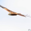 Harewood in Yorkshire - Red Kite