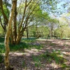 Sizewell woods