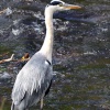 Heron at River Wharfe, Ilkley