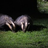 Beautiful Badgers, Suffolk
