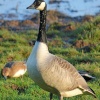 Canada goose at Ottermouth
