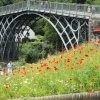 Iron Bridge with poppies