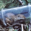 Dead Weasel in Bottle, nr Acton Turville, Gloucestershire 1986
