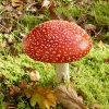 A Fine Example of a Fly Agaric Mushroom in Beacon Wood Country Park, Bean, Kent.