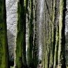 Avenue of Lime Trees at  Wentworth Castle near Barnsley