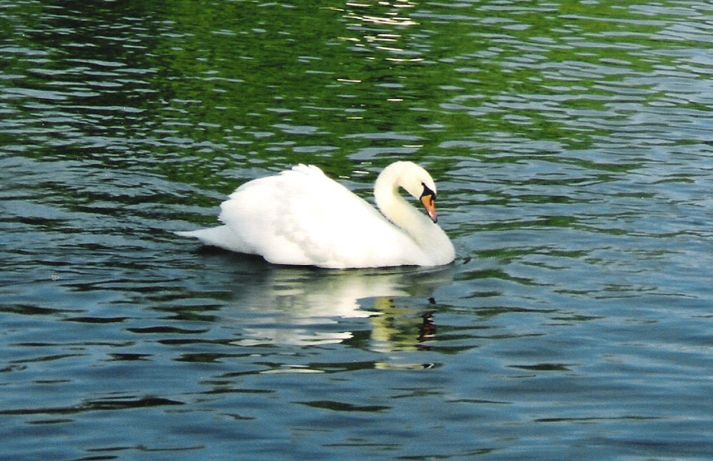 Swan on the River Avon at Stratford