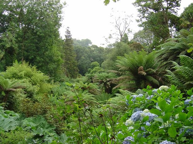 the jungle in the Lost Garden of Heligan