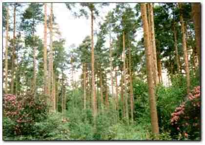 Pine Forest in Tilgate Forest Country Park near the Forest Bed and Breakfast