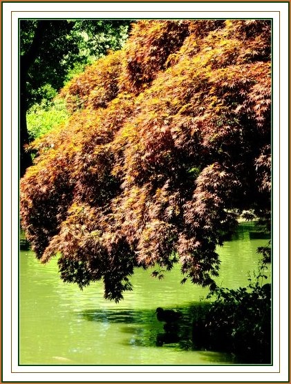 Natures colour at Exbury Gardens