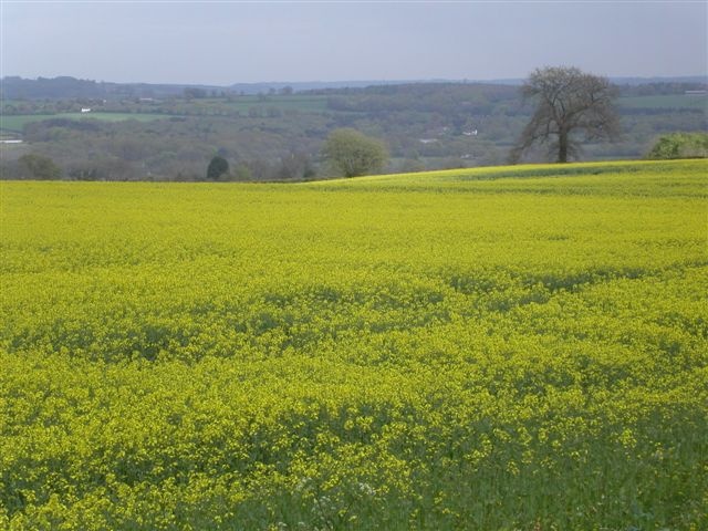 Yellow field. Somerset, England