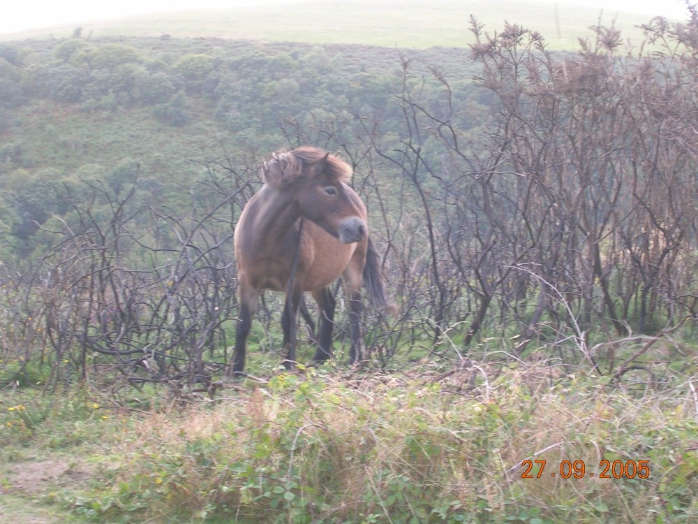Exmoor ponies near Minehead, Somerset