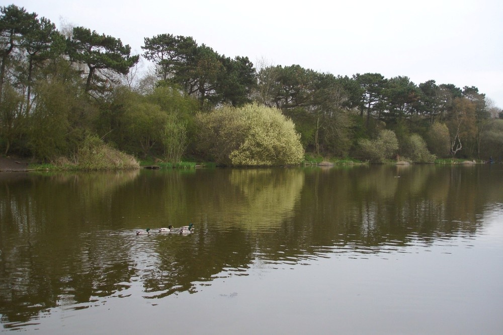 Osbourne's Pond in Spring, Shipley Country Park, Derbyshire