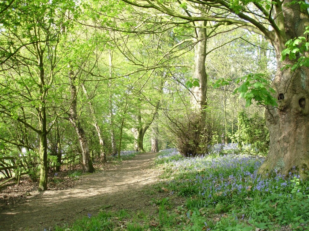 Bluebells in the woodland off The Field at Shipley, Shipley Country Park, Derbyshire