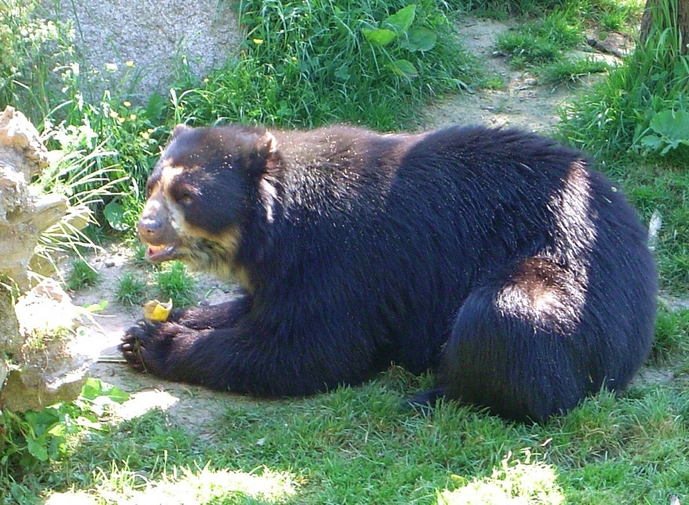 A bear at Jersey Zoo, Durrell Wildlife Conservation Trust, Jersey