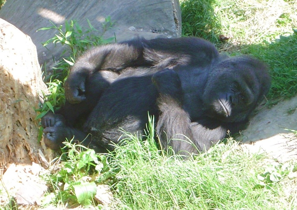 A gorilla seeking shade on a hot day at Jersey Zoo, Jersey