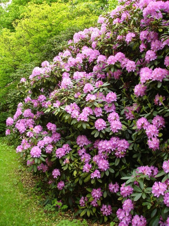 Shipley Hill is famous for its rhododendron bushes; Shipley Country Park, Derbyshire