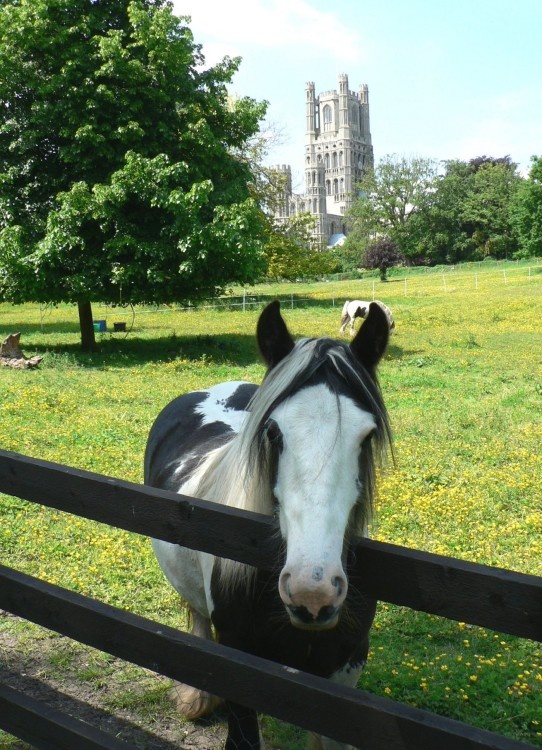 A friendly horse with the West tower of Ely Cathedral in the background