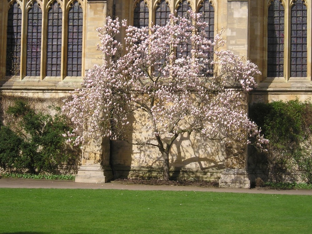 Magnolia tree growing against the Chapel in New College, Oxford.  Taken 2005