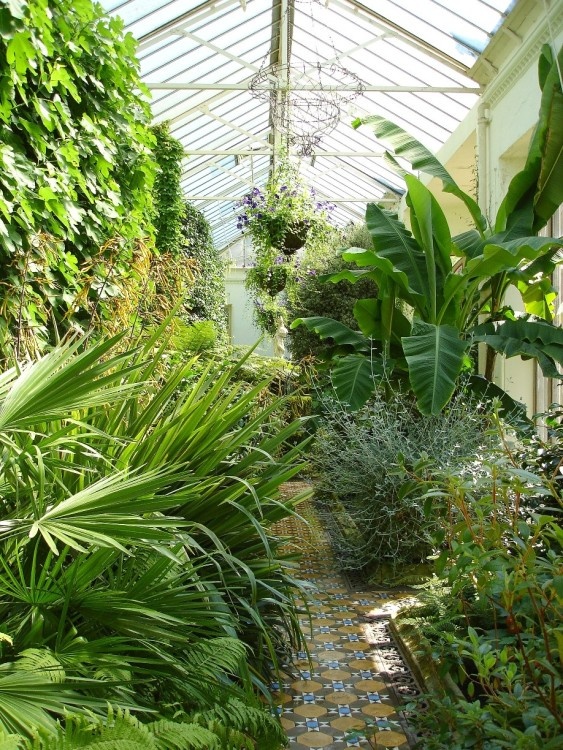 Inside the greenhouse, Lyme Park, Cheshire