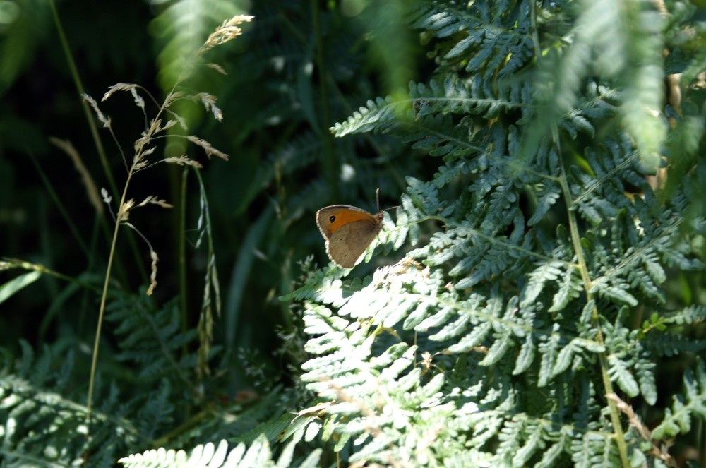 A 'Meadow Brown' butterfly, Rendlesham Forest. Suffolk, July 2006