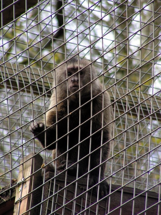 Looe Monkey Sanctuary, Cornwall.April 2005