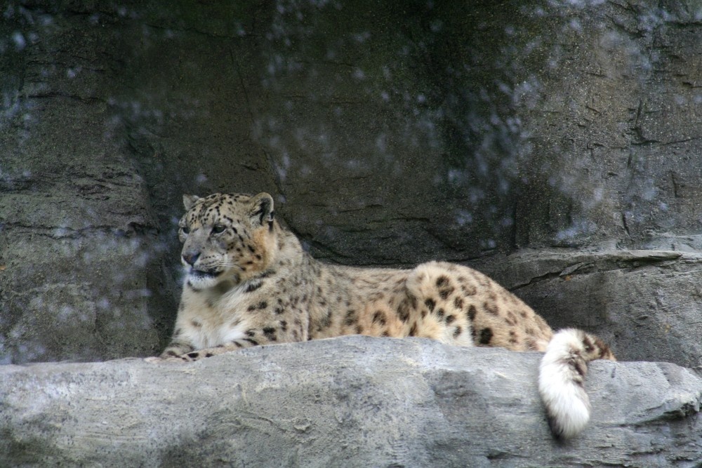Snow Leopard, Marwell Zoo, Hampshire