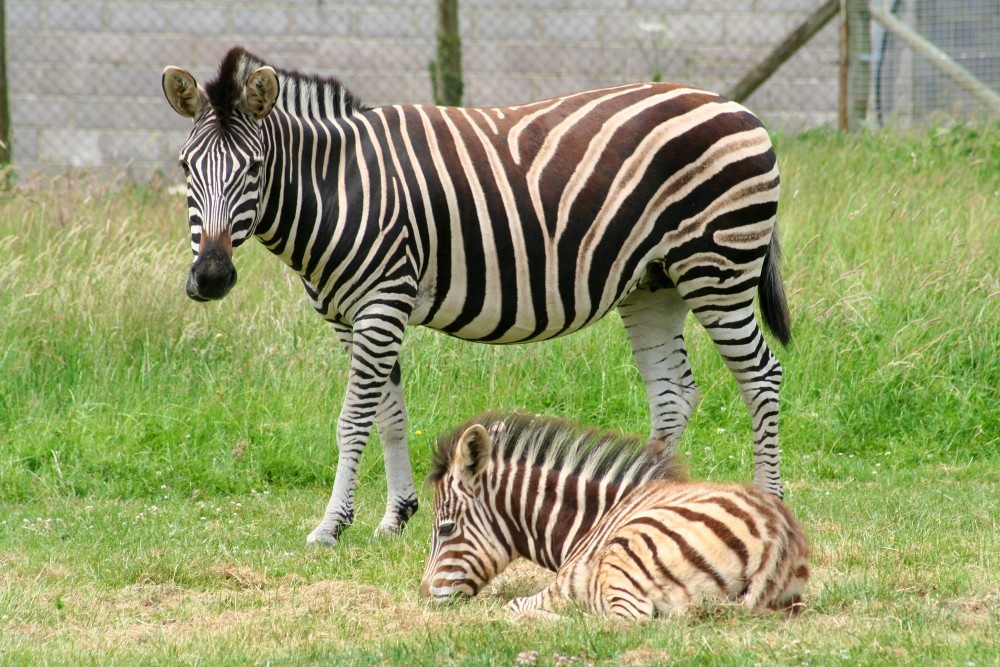 Zebra, Marwell Zoo, Hampshire