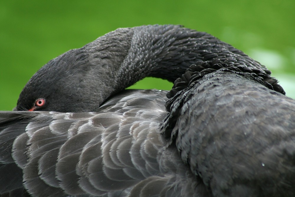 Black Swan, Marwell Zoo, Hampshire