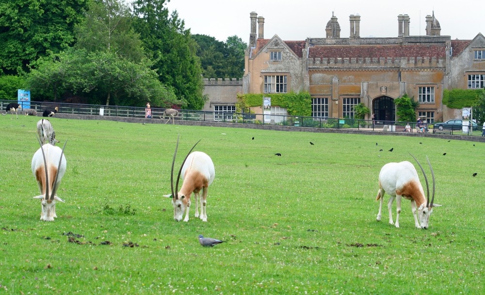 Onyx grazing in front of Marwell House, Marwell Zoo, Hampshire