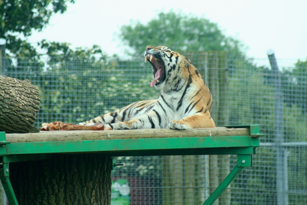 Tiger, Marwell Zoo, Hampshire