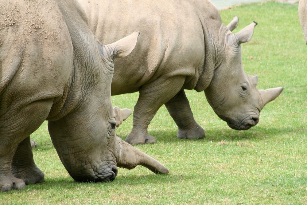 Rhino, Marwell Zoo, Hampshire