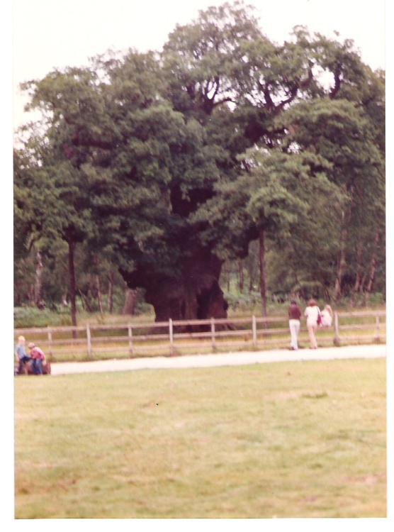The Major Oak - At Sherwood Forest - Nr Edwinstowe - This was in 1982 - The tree as now supported.